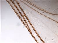 Pulsa para ver original