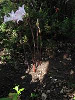 Pulsa para ver original
